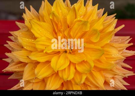 The dahlias (Dahlia), rarely also called georgines, are a genus of plants in the daisy family (Asteraceae) . Many varieties are used as ornamental Stock Photo