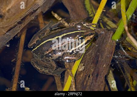 Northern Pool Frog (Pelophylax lessonae) juvenile Thompson Water Norfolk May 2023 Stock Photo