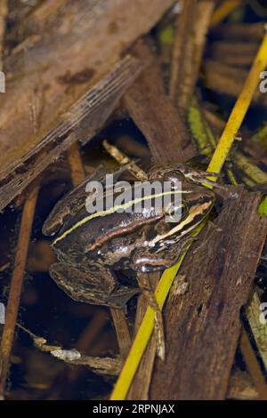 Northern Pool Frog (Pelophylax lessonae) juvenile Thompson Water Norfolk May 2023 Stock Photo
