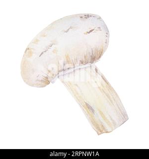 Campignon. Watercolor hand drawn illustration. Clip art, sketch of fungi for cafe, restaurant menu, cooking book, lable, packing of fresh goods, vegan Stock Photo