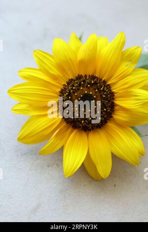 single bright yellow sunflower on a pastel colored background Stock Photo