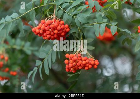Rowan branch with berries and leaves. Nearby are dried maple leaves. On ...