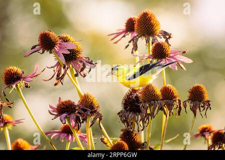 A male American Goldfinch feeds on Purple Coneflower seed heads in my Herb Garden. The setting sun creates a glowing bokeh in the background. Stock Photo