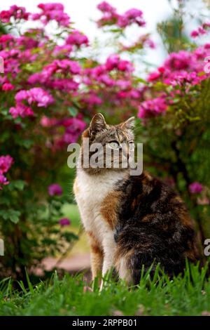 A beautiful cat sits under the bushes of blooming roses on a summer day and looks left. Stock Photo