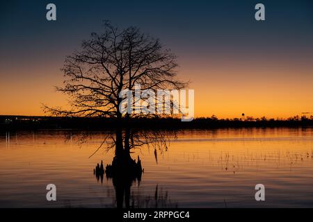 Cypress tree silhouetted against a deep blue and orange sky at sunset on Lake Seminole at the Corps of Engineers Eastbank Campground in Georgia Stock Photo