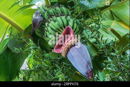 Banana blossom on the tree in the garden in Kassandra, Greece. Stock Photo