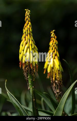 Red Hot Poker plant Kniphofia growing in a garden. Stock Photo