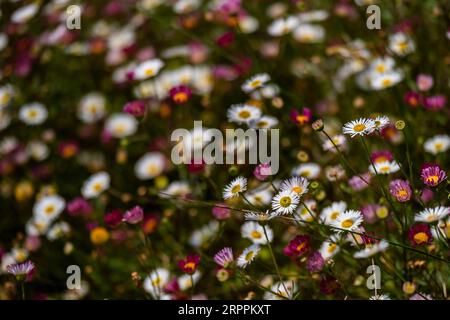 A closeup Close up view of Erigeron karvinskianus growing in a garden in the UK. Stock Photo