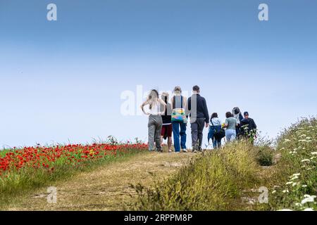 Visitors holidaymakers walking along the edge of a field of Common Poppies Papaver rhoeas on West Pentire in Newquay in Cornwall in the UK in Europe. Stock Photo