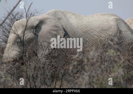 Catching up the Wilderness in Forest and in Namibia Africa Stock Photo