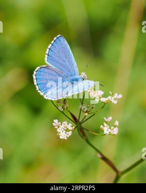 Adonis Blue Polyommatus bellargus male at Rough Bank Butterfly Conservation reserve in Gloucestershire UK Stock Photo