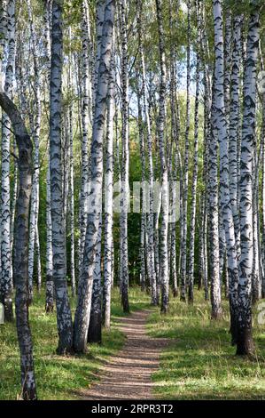 birch trunk in the early warm morning Stock Photo - Alamy
