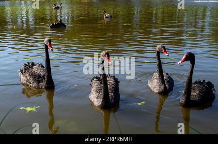 Stoke Poges, Buckinghamshire, UK. 5th September, 2023. A beautiful family of black swans on a lake in Stoke Poges, Buckinghamshire with their trademark red beaks and black ruffled feathers. The black swan (Cygnus atratus) is a large waterbird, a species of swan which originates from Australia. The black swan was introduced to various countries as an ornamental bird in the 1800s, but has managed to escape and form stable populations. Credit: Maureen McLean/Alamy Live News Stock Photo