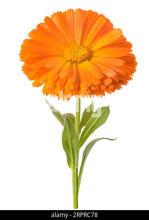 Marigold flower isolated on white background Stock Photo