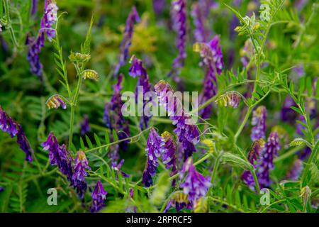 detail of hairy vetch growing in the field Stock Photo