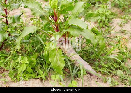 Close up photo of an organic beetroot, selective focus. Stock Photo