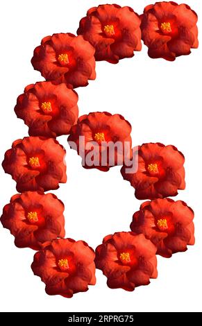 Colorful number 6 handcrafted red camellia blossoms with yellow stamen, creating artful impacting meaning to your message, on white background. Stock Photo