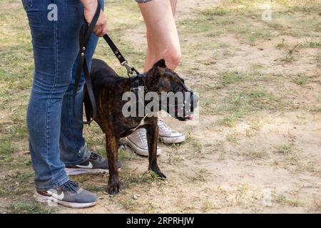 A pit bull dog in a muzzle on the street close up Stock Photo