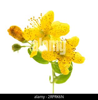 St. John's wort flowers  isolated  on white background Stock Photo