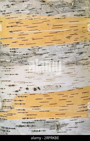Close up of bark on a birch tree Stock Photo