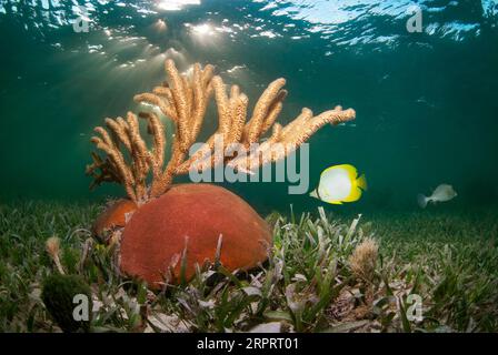 Star coral with sea rods. Stock Photo