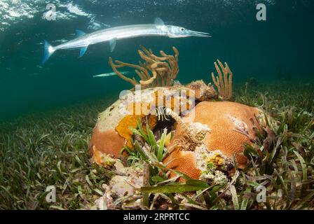 Needlefish swimming over star coral in the seagrass. Stock Photo