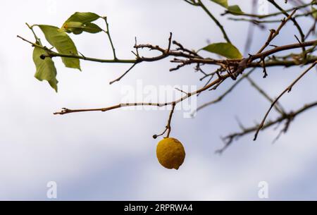Withered lemon tree with ripe fruit on the branches against the sky in Greece Stock Photo