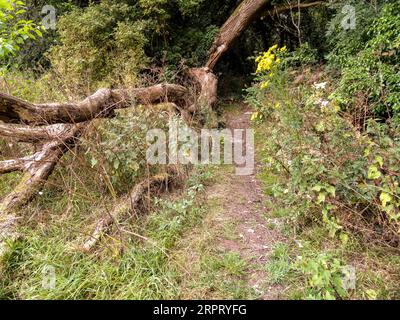 Natural intimate landscape demonstrating the colours, patterns and textures in the found environment Stock Photo