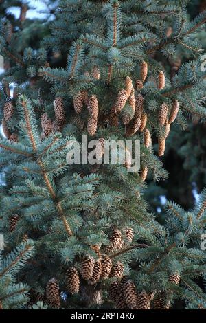 Branches blue spruce are strewn with cones Stock Photo