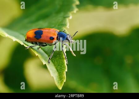 Ant bag beetle (Clytra laeviuscula) in side view on the tip of a leaf Stock Photo