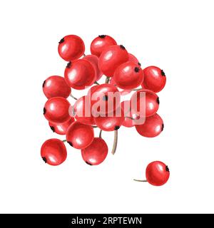Bunch of red berries. Fresh juicy cranberries, currants, cowberries, rowan berry. Watercolor illustration isolated on white background. Stock Photo