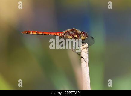 A close up view of a red Dragonfly species Stock Photo