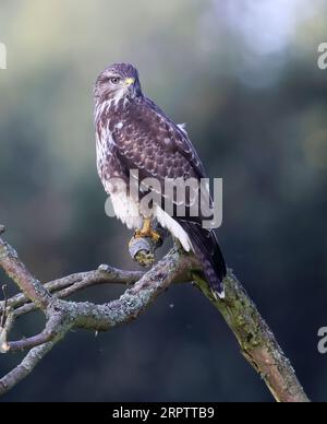 A Common Buzzard (Buteo buteo) perched on an old branch in the Cotswold Hills Gloucestershire UK Stock Photo