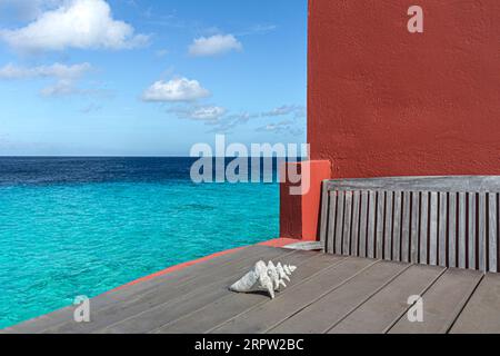 Bleached shell on weathered table, Curacao, Netherland Antilles, Caribbean Stock Photo