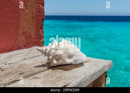 Bleached shell on weathered table, Curacao, Netherland Antilles, Caribbean Stock Photo