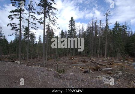 Coronado National Forest in vicinity of Mount Graham International ...