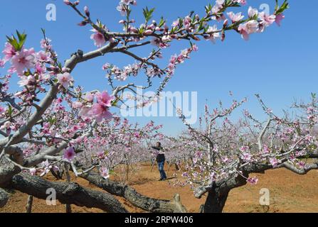 200421 -- QINHUANGDAO, April 21, 2020 -- A farmer pollinates pear ...