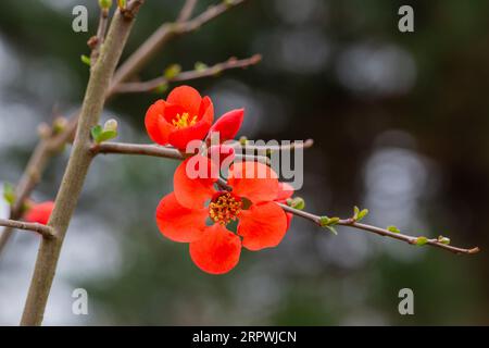 Detail of pretty red flowers of a Japanese quince Chaenomeles japonica covered in raindrops Stock Photo