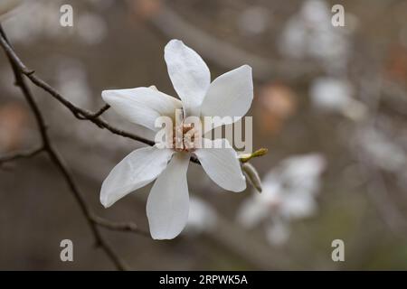 blossoming Magnolia kobus flower close-up in early spring. Stock Photo