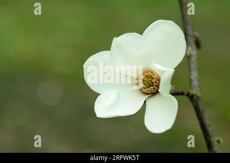 blossoming Magnolia kobus flower close-up in early spring. Stock Photo