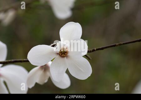 blossoming Magnolia kobus flower close-up in early spring. Stock Photo