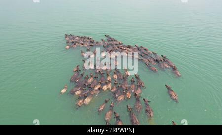 200430 -- BEIJING, April 30, 2020 -- Aerial photo taken on April 29, 2020 shows buffalos crossing the Jialing River in Peng an County, southwest China s Sichuan Province.  XINHUA PHOTOS OF THE DAY XuexChen PUBLICATIONxNOTxINxCHN Stock Photo