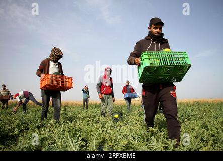 200516 -- GAZA, May 16, 2020 Xinhua -- Farmers collect watermelons in a field near the southern Gaza Strip city of Khan Younis, on May 16, 2020. Precautionary measures against the COVID-19 have been eased in the Gaza Strip in recent days. Photo by Rizek Abdeljawad/Xinhua MIDEAST-GAZA-AGRICULTURE-WATERMELON PUBLICATIONxNOTxINxCHN Stock Photo