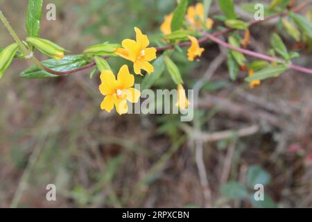 Sticky monkey flower Stock Photo