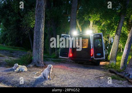 Two Platinum colored Golden Retriever dogs; night view of Airstream Interstate 24X 4WD campervan; Box Butte Reservoir; north western Nebraska; USA Stock Photo