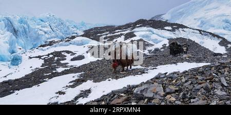 200528 -- MOUNT QOMOLANGMA BASE CAMP, May 28, 2020 Xinhua -- Yaks walk past the East Rongbuk glacier on Mount Qomolangma, on May 20, 2020. Xinhua/Jigme Dorje InTibet CHINA-TIBET-MOUNT QOMOLANGMA-GLACIER CN PUBLICATIONxNOTxINxCHN Stock Photo