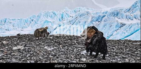 200528 -- MOUNT QOMOLANGMA BASE CAMP, May 28, 2020 Xinhua -- Yaks walk past the East Rongbuk glacier on Mount Qomolangma, on May 20, 2020. Xinhua/Jigme Dorje InTibet CHINA-TIBET-MOUNT QOMOLANGMA-GLACIER CN PUBLICATIONxNOTxINxCHN Stock Photo