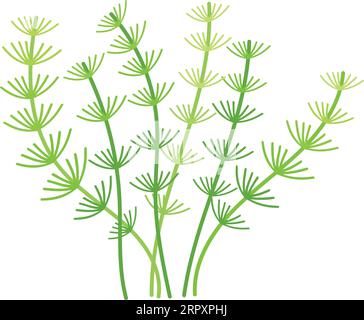 Nitella algae icon. Cartoon green water plant Stock Vector