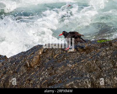 Bird, Sooty Oystercatcher shaking and ruffling its feathers as sea waves crash over it getting it wet, on rocks, habitat Stock Photo