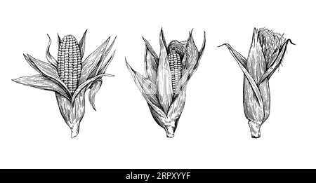 Detailed botanical illustration of corn cobs isolated on white background. Drawing in old retro engraving style. Hand drawn realistic ink sketch. Stock Vector